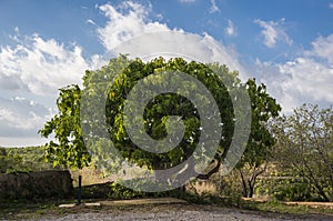 Ficus carica Ã¢â¬â Common fig tree. Garraf, Spain